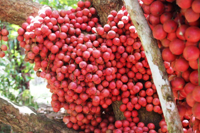 Hàng chục gốc quả mọc từ thân đỏ rực tại Gia Lai "hút khách" - 4