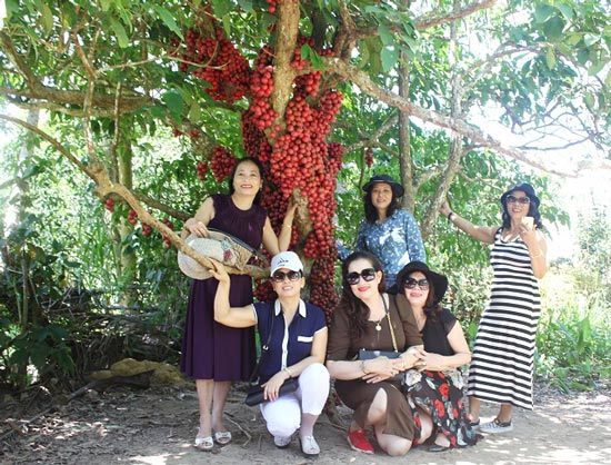 Hàng chục gốc quả mọc từ thân đỏ rực tại Gia Lai "hút khách" - 5