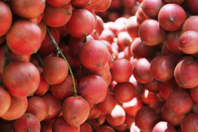 Hàng chục gốc quả mọc từ thân đỏ rực tại Gia Lai "hút khách" - 9