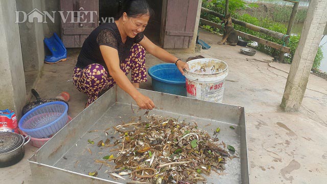 Theo chân ngư dân vào rừng săn đặc sản biển, kiếm nửa triệu/ngày - 5