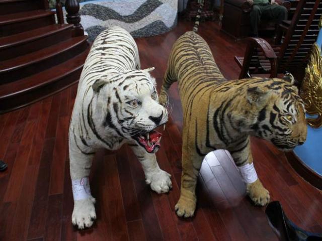 Pháp luật - Bị bắt vì giữ 2 bộ da hổ nhồi bông trong nhà