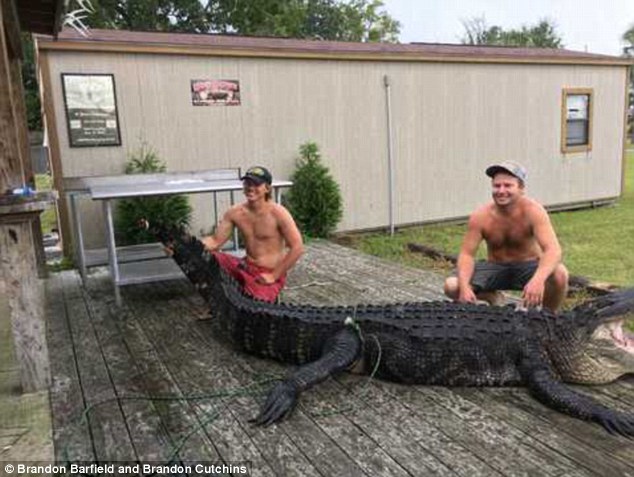 Khuất phục cá sấu quái vật dài 4 mét, nặng 3 tạ ở Mỹ - 2