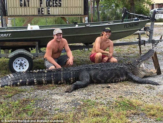 Khuất phục cá sấu quái vật dài 4 mét, nặng 3 tạ ở Mỹ - 3