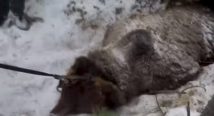 Video thống đốc Nga bắn chết gấu ngủ đông gây phẫn nộ - 1