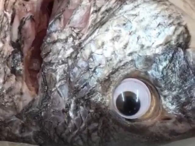 Phi thường - kỳ quặc - Gắn mắt giả cho cá để trông tươi hơn