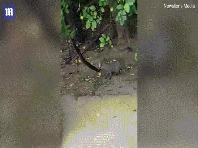 Thế giới - Video: Cầy mangut đại chiến rắn cây và cái kết hãi hùng