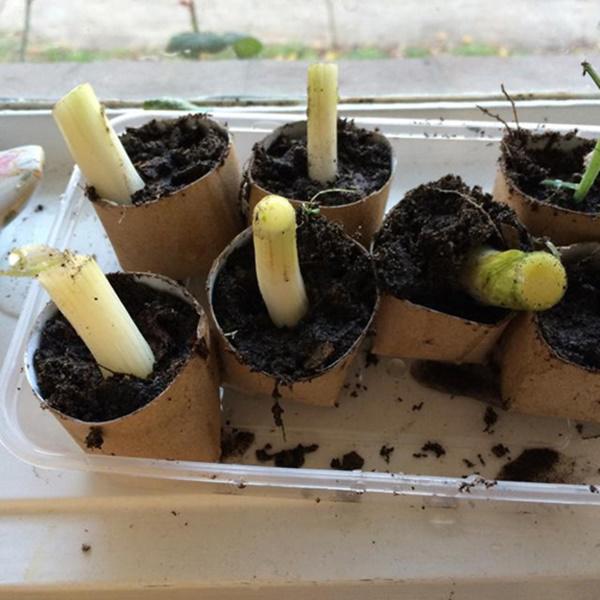 5 phút trồng vào lõi giấy vệ sinh, cả năm đỡ tốn tiền mua hành lá - 5