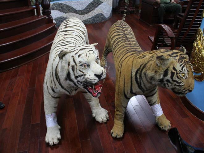 Bị bắt vì giữ 2 bộ da hổ nhồi bông trong nhà - 1