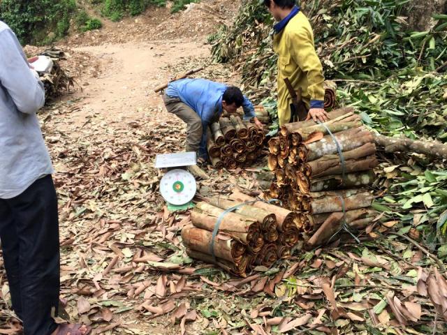 Thị trường - Tiêu dùng - Ở nơi dân chỉ cần ra vườn hái lá cây rừng bán là có tiền tiêu