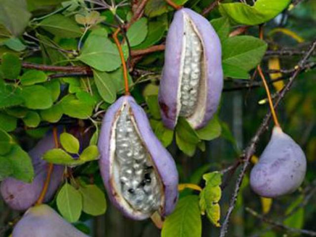 Sức khỏe đời sống - Bài thuốc trị sỏi tiết niệu