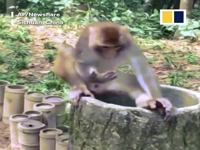 Cười 24H - Muôn vàn biểu cảm của động vật khi thử sầu riêng