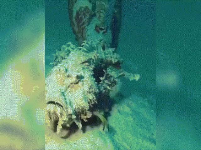 Thế giới - Những quái vật biển sâu kỳ quái nhất trên Trái đất