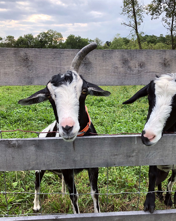 Dê cụ là giống rất tò mò - 5