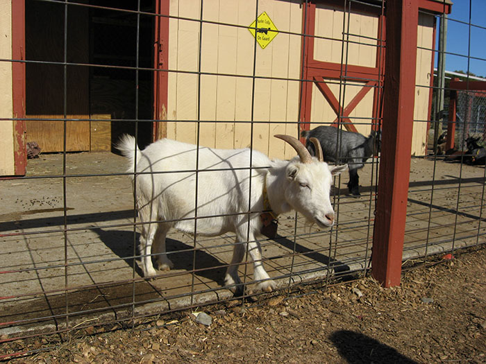 Dê cụ là giống rất tò mò - 7