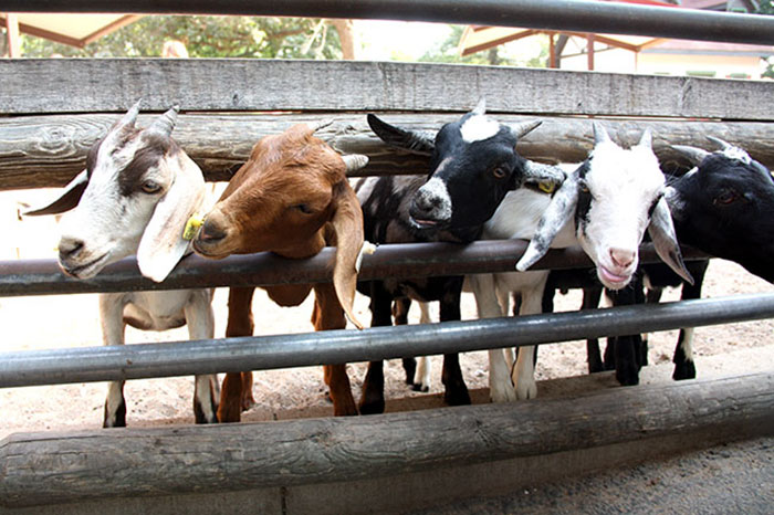 Dê cụ là giống rất tò mò - 6