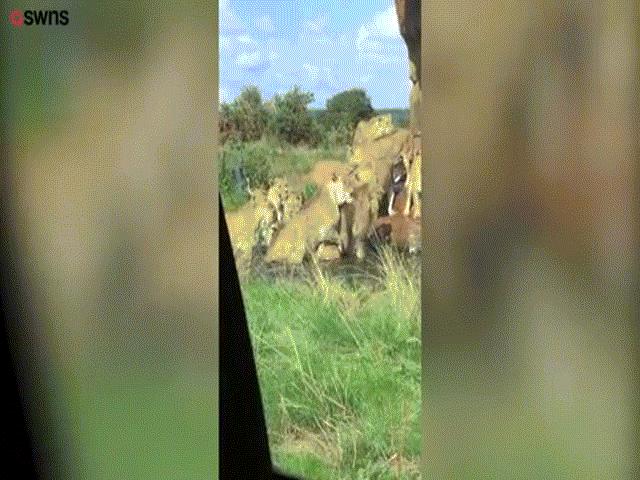 Video sư tử đực đầu đàn bị 9 con cái quây cắn xé tàn bạo