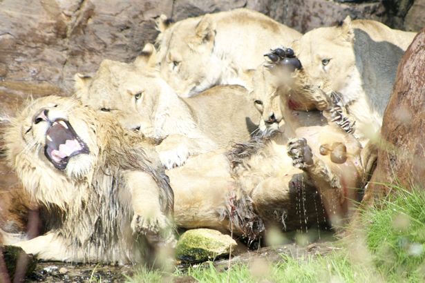 Video sư tử đực đầu đàn bị 9 con cái quây cắn xé tàn bạo - 1