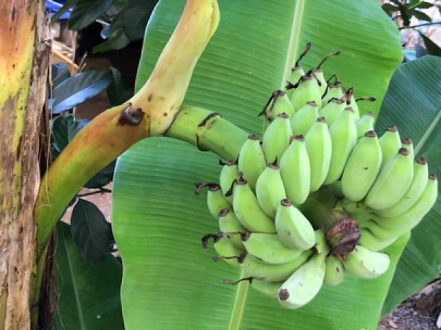 Tin tức trong ngày - Kỳ lạ chuối trổ buồng từ giữa thân cây