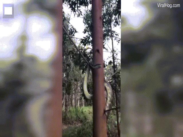 Video: Rợn người cảnh trăn khổng lồ trổ tài trèo cây ở Úc