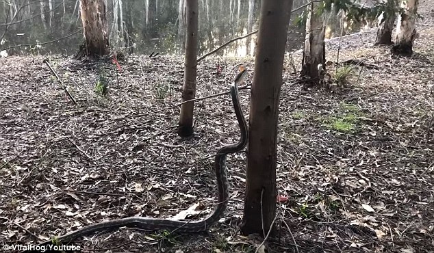 Video: Rợn người cảnh trăn khổng lồ trổ tài trèo cây ở Úc - 1