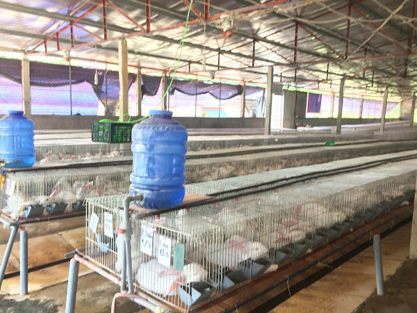 Phú Thọ: Khấm khá nhờ nuôi con tai vểnh bán cho công ty Nhật - 1