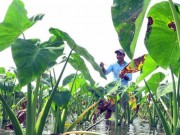 Thị trường - Tiêu dùng - LẠ MÀ HAY: Trồng môn bán ngó non, tiền lời gấp 30 lần cấy lúa