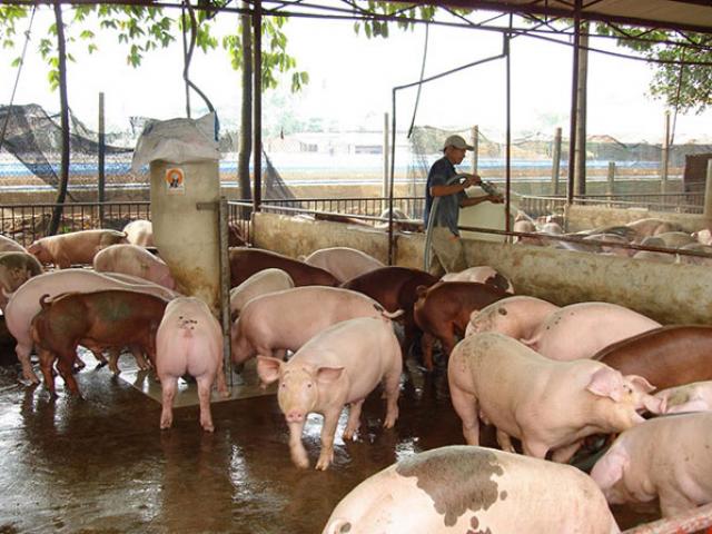 Thị trường - Tiêu dùng - Giá heo hơi hôm nay 9/9: Thiết lập kỷ lục mới?