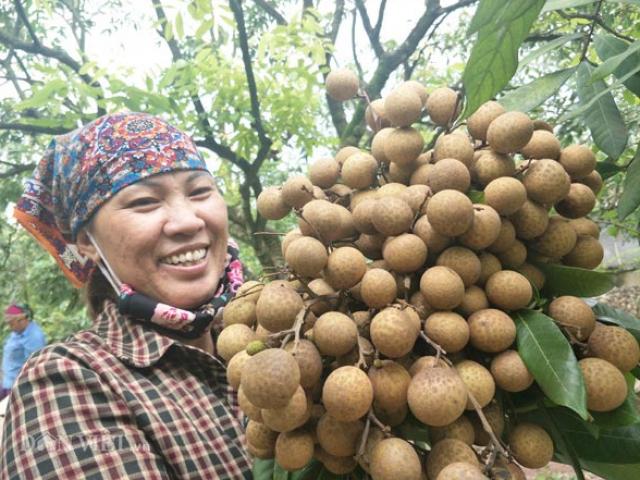 Thị trường - Tiêu dùng - Lái buôn khắp nơi đổ về Hưng Yên mua đặc sản "tiến vua" cuối vụ