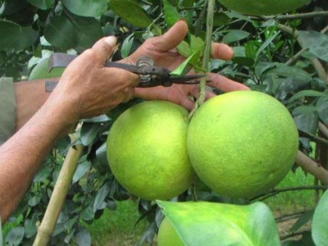 Thị trường - Tiêu dùng - Nghệ An: Cây "đặc sản" chết khô sau lũ, thiệt hại hàng tỷ đồng