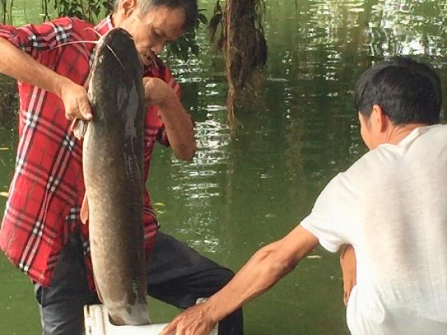 Cần thủ câu được cá trê khủng hàng chục cân tại Hồ Gươm