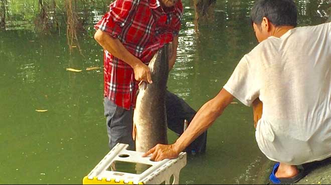 Cần thủ câu được cá trê khủng hàng chục cân tại Hồ Gươm - 1