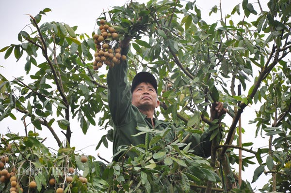 Lái buôn khắp nơi đổ về Hưng Yên mua đặc sản &#34;tiến vua&#34; cuối vụ - 1