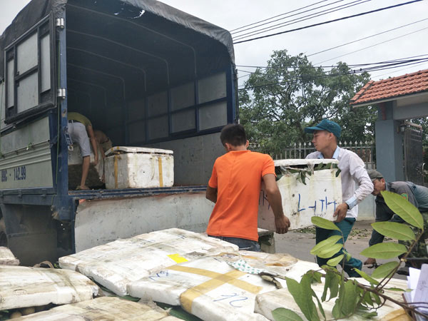 Lái buôn khắp nơi đổ về Hưng Yên mua đặc sản &#34;tiến vua&#34; cuối vụ - 10
