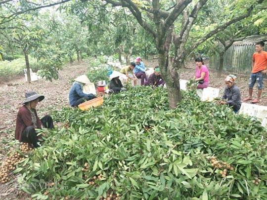 Lái buôn khắp nơi đổ về Hưng Yên mua đặc sản &#34;tiến vua&#34; cuối vụ - 3