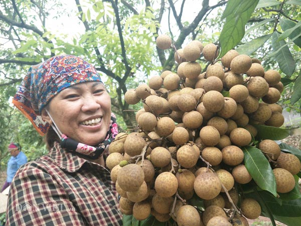 Lái buôn khắp nơi đổ về Hưng Yên mua đặc sản &#34;tiến vua&#34; cuối vụ - 4