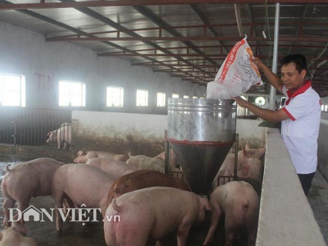 Thị trường - Tiêu dùng - Giá heo hơi hôm nay 10/9: 3 miền tăng đồng loạt, ngành chăn nuôi trên đà trở lại hoàng kim?