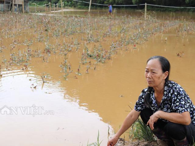 Thị trường - Tiêu dùng - Sơn La: Xót xa nhìn vườn hồng tiền tỷ đỏ rực ngập trong lũ bùn