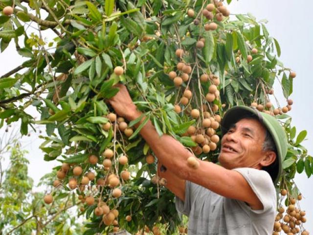 Sản xuất - Tiêu dùng - Kiếm chục triệu/vụ nhờ nghề ăn theo mùa thu hoạch quả "tiến vua"