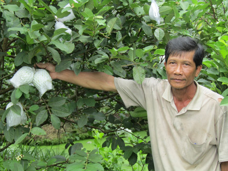 Làm giàu ở nông thôn: Thành tỷ phú từ giống ổi &#34;Nữ hoàng&#34; - 1