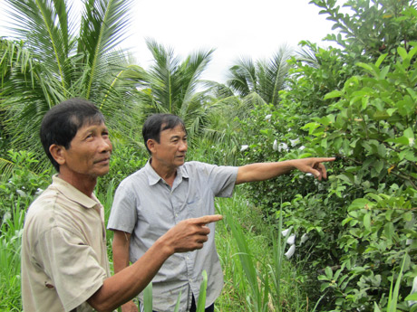 Làm giàu ở nông thôn: Thành tỷ phú từ giống ổi &#34;Nữ hoàng&#34; - 3