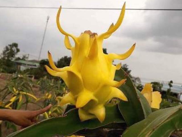 Thị trường - Tiêu dùng - Long An: Thanh long “đột biến” màu vàng hay chiêu thổi giá?