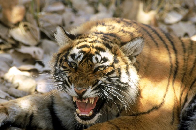 Con hổ cái tinh khôn “thích thịt người”, hại chết 13 người ở Ấn Độ - 1