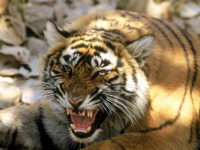 Con hổ cái tinh khôn “thích thịt người”, hại chết 13 người ở Ấn Độ