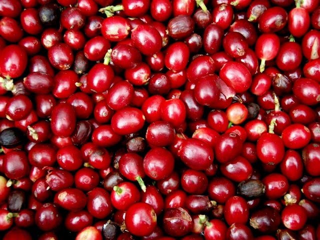 Giá cà phê tiếp tục lao xuống đáy mới, giá tiêu đứng yên - 1