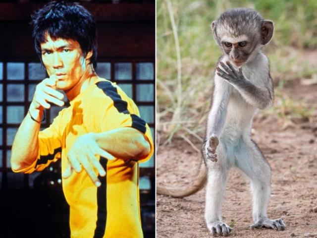 Thể thao - Lý Tiểu Long trổ tài "hầu quyền, miêu cước": Tuyệt chiêu sống động