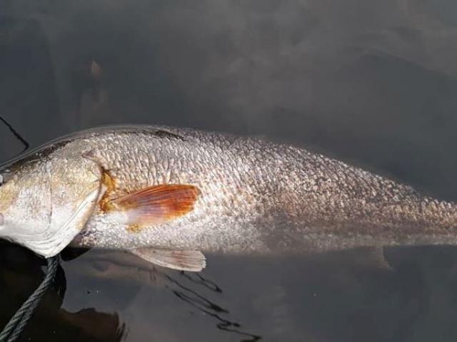 Tin tức trong ngày - Ngư dân Quảng Bình bắt được cá nặng 3 kg nghi sủ vàng