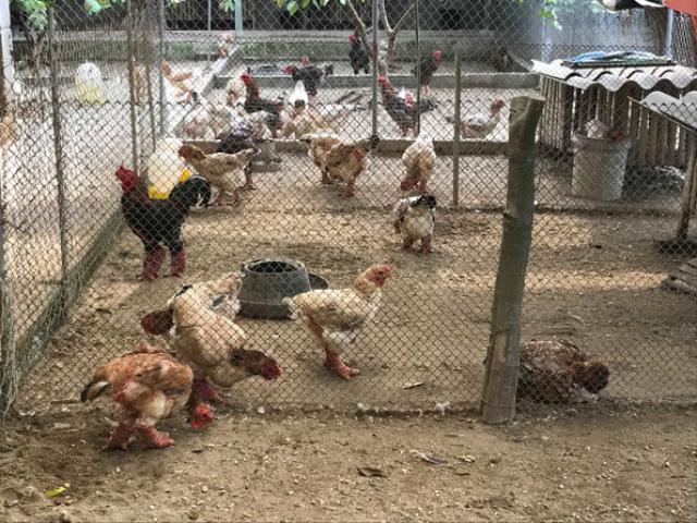 Thị trường - Tiêu dùng - Thu gần tỷ đồng/năm nhờ nuôi giống gà “chân to” quý, hiếm