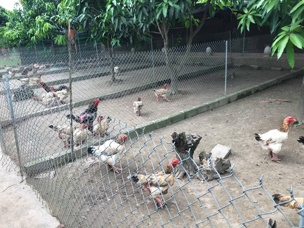 Thu gần tỷ đồng/năm nhờ nuôi giống gà “chân to” quý, hiếm - 4