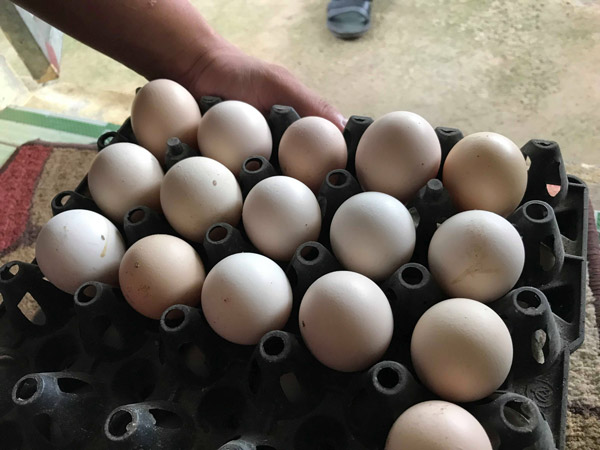 Thu gần tỷ đồng/năm nhờ nuôi giống gà “chân to” quý, hiếm - 2