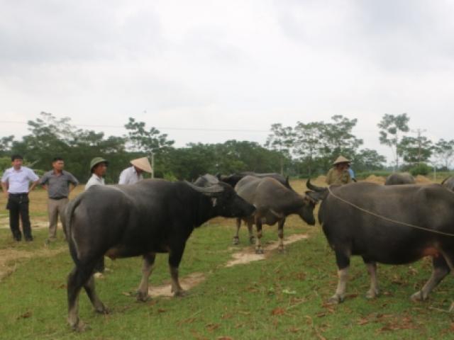 Thị trường - Tiêu dùng - Nghệ An: Vỗ béo trâu thuê ở chợ Ú, nghề kiếm tiền dể như ăn kẹo